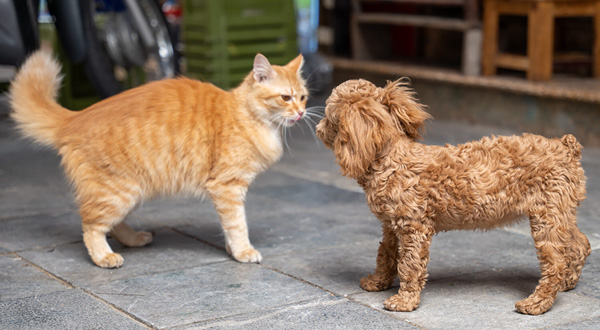 『わんちゃんホンポ』にて『数字から読み解く「狂犬病」の真実』