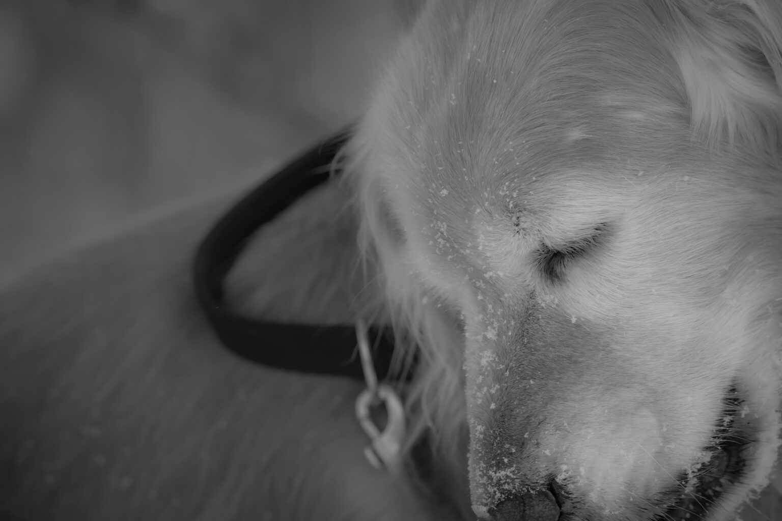 ペットとの『10の約束』（犬の十戒）