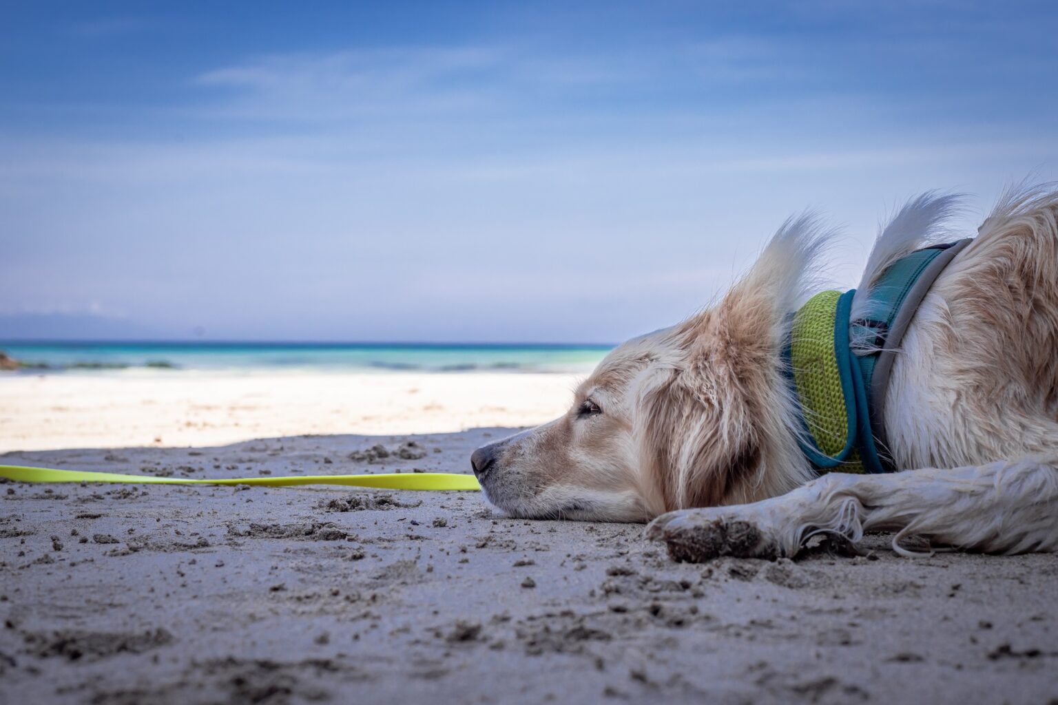 40℃超えの“酷暑”から愛犬を守って！　これだけは知っておきたい『熱中症対策』10のポイント